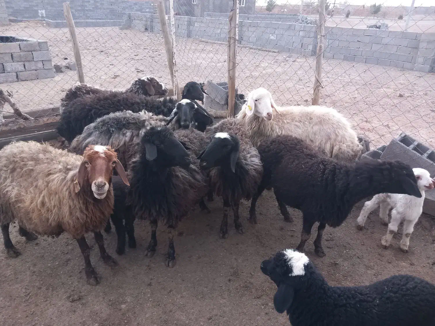 میش بردار|حیوانات مزرعه|زاویه, |دیوار