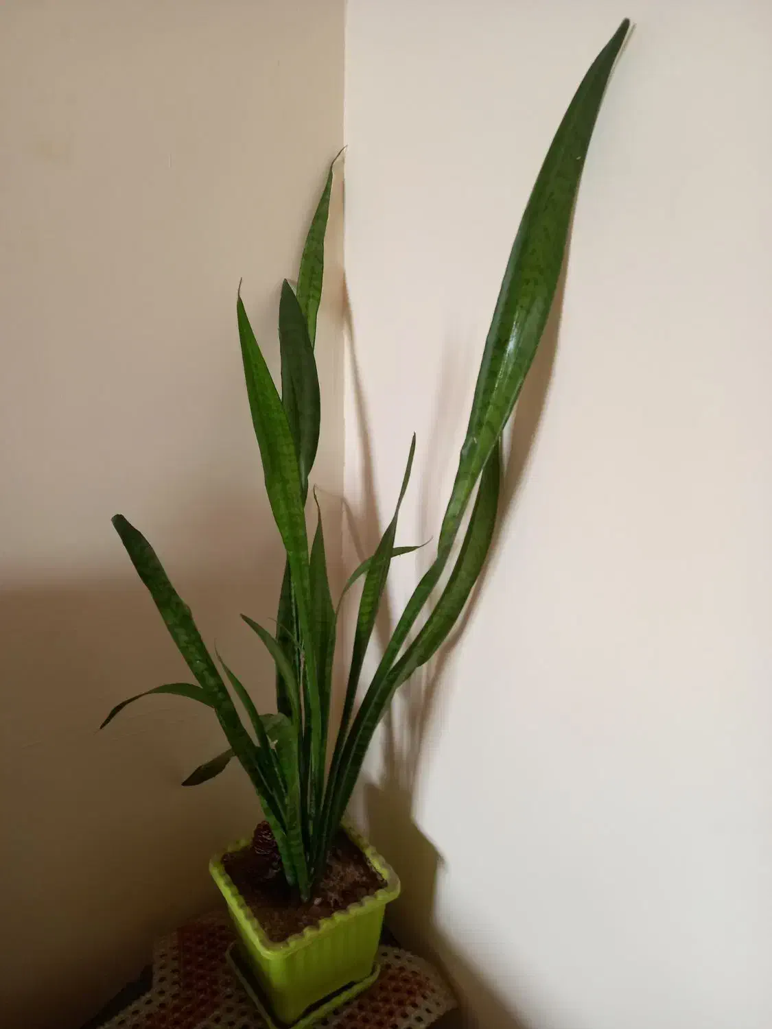 گل شمشری|گل و گیاه طبیعی|سنندج, |دیوار