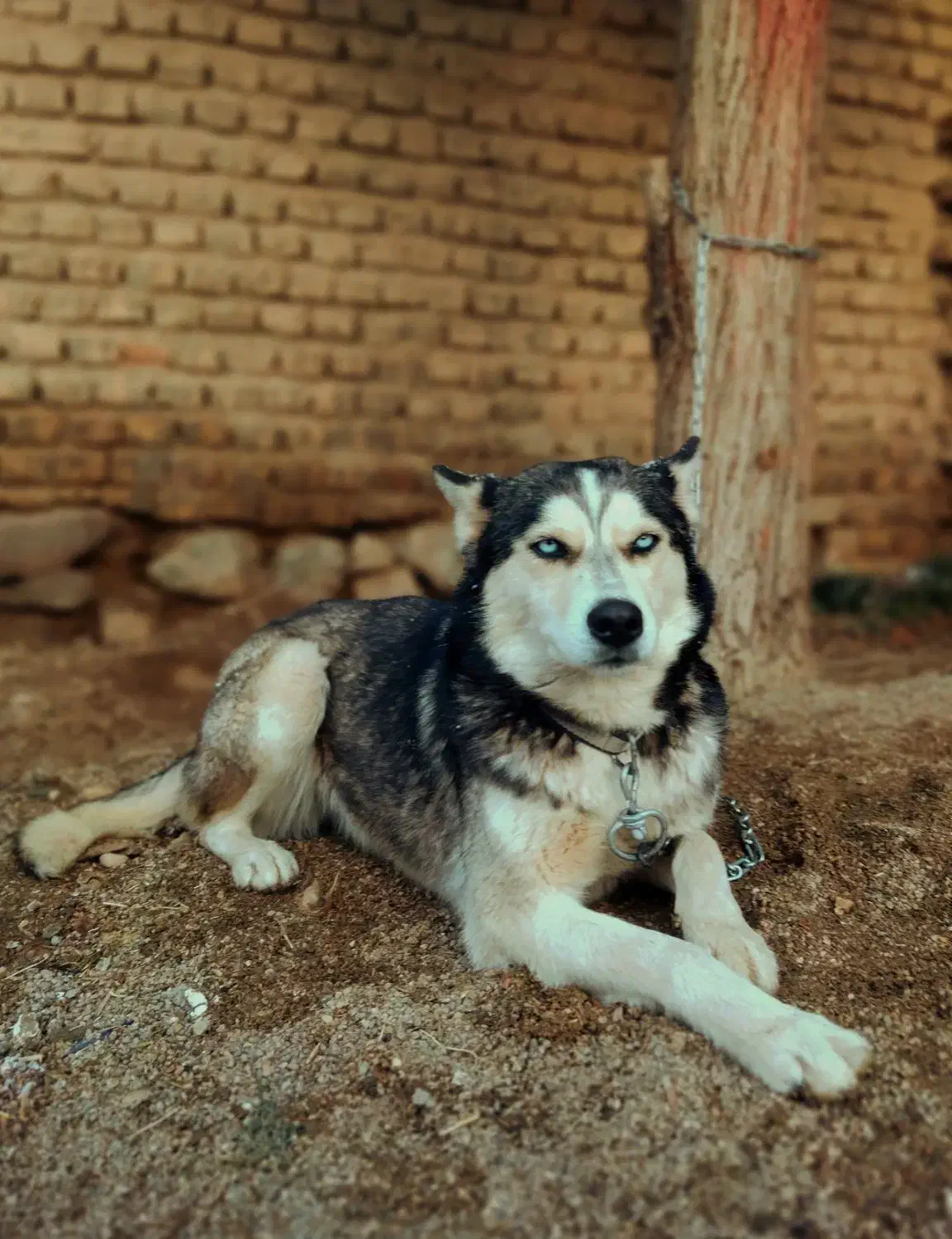 هاسکی|سگ|اسفراین, |دیوار