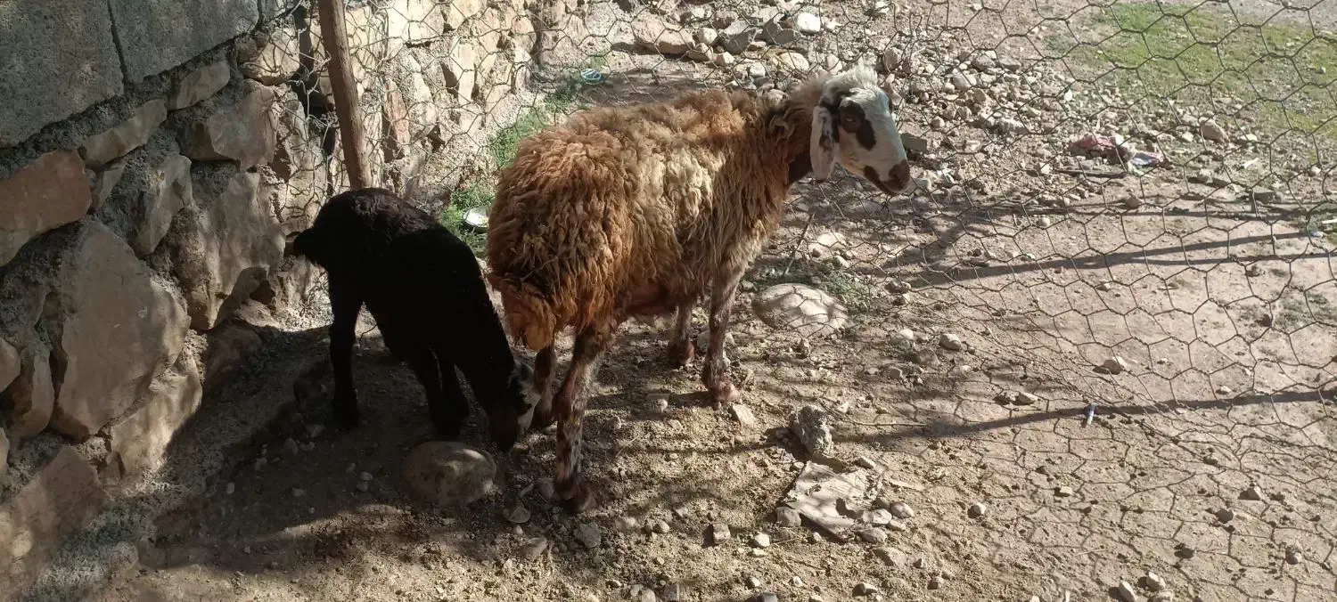 میش و بره|حیوانات مزرعه|معمولان, |دیوار