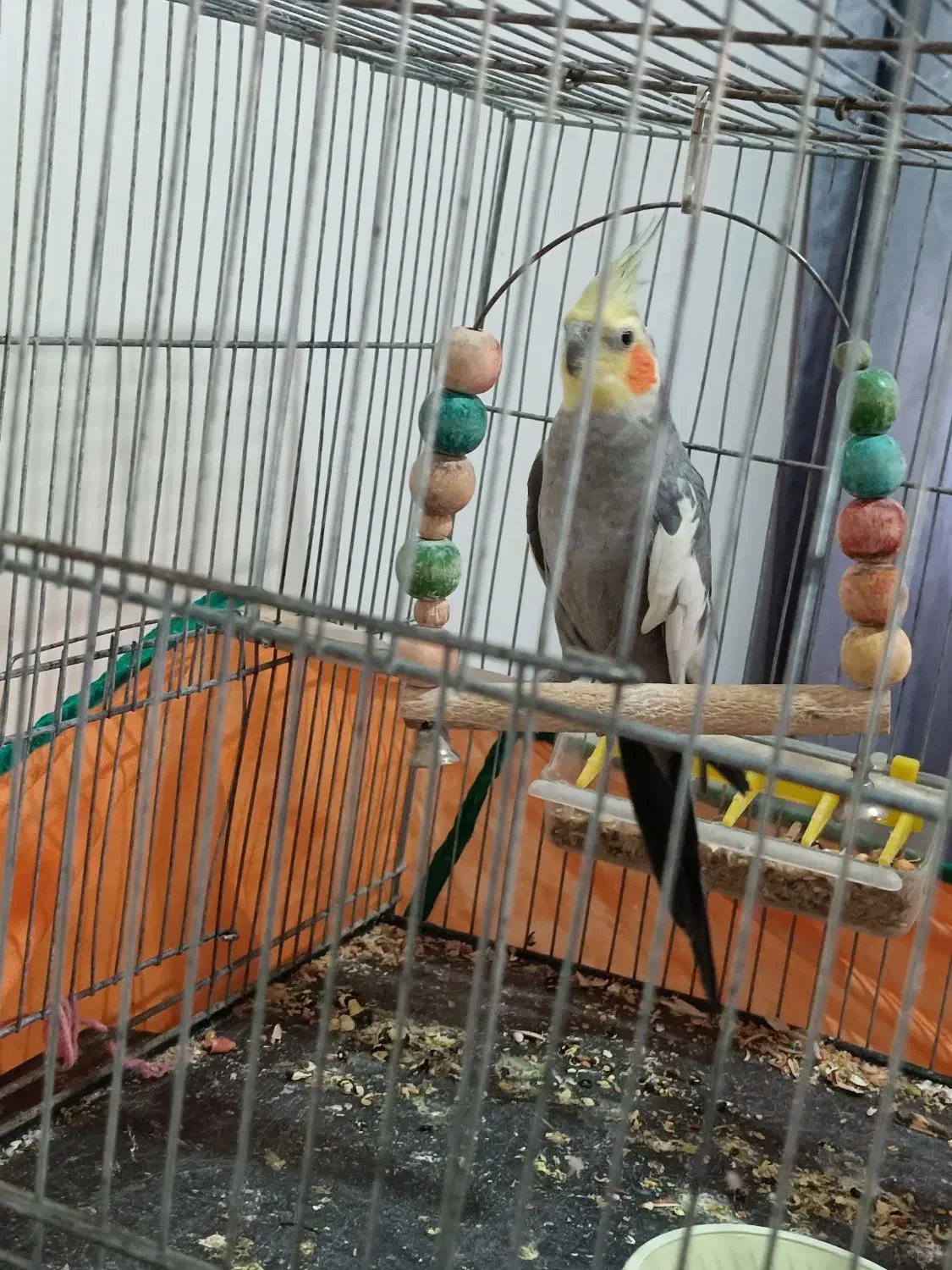 عروس هلندی نر سخنگو سینامون|پرنده|پردیس, فاز ۸|دیوار