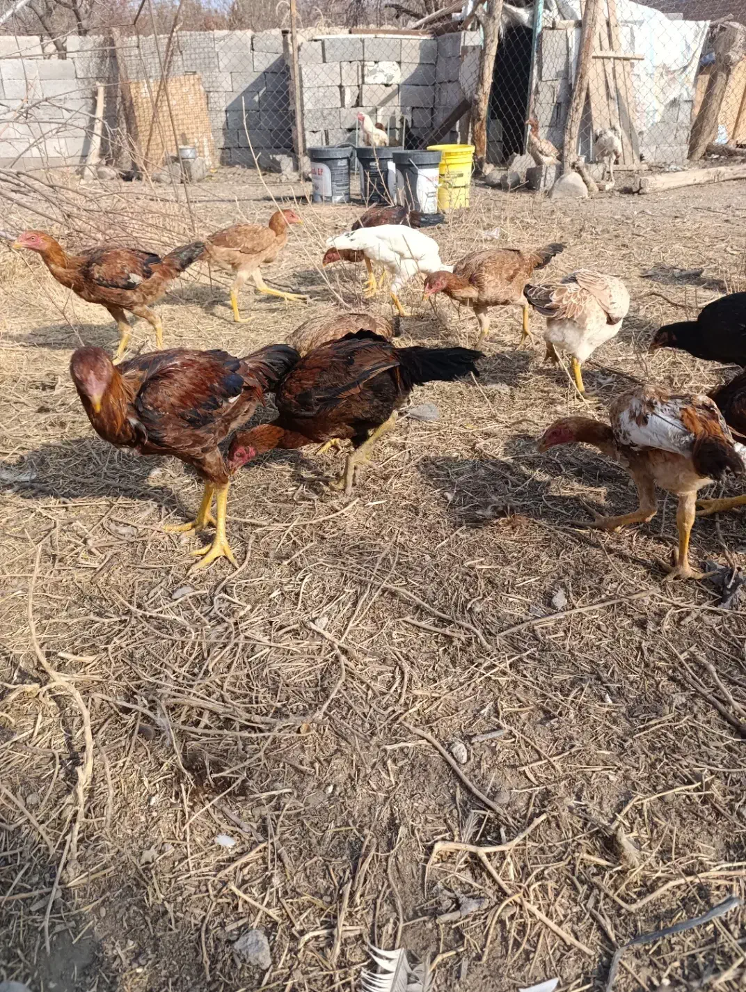 جوجه لاری۵ماهه|حیوانات مزرعه|خسروشاه, |دیوار