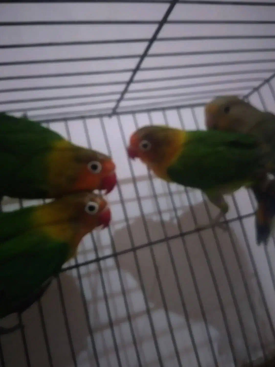 طوطی کوتوله|پرنده|نجف‌آباد, شیخ بهایی جنوبی|دیوار