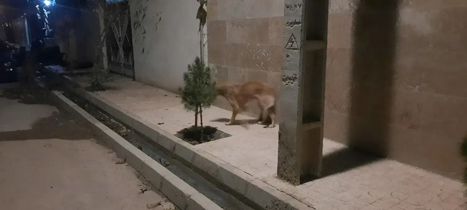 پیدا شده|سگ|بوئین زهرا, |دیوار