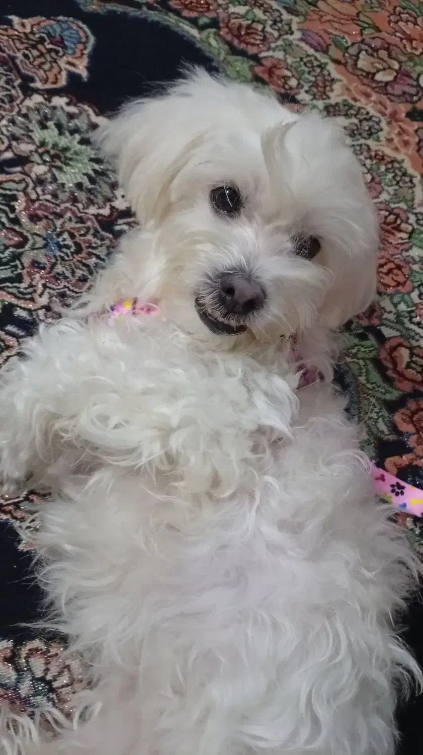 گمشده|حیوانات|شفت, |دیوار