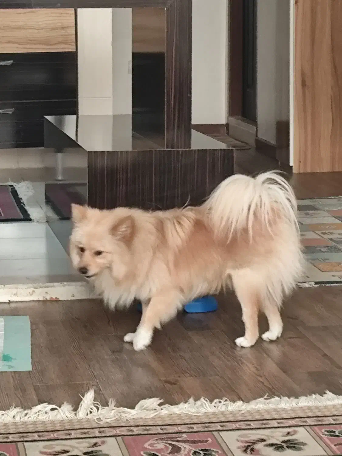 سگ پامر روباهی 1 ساله|سگ|شاهینشهر, مسکن مهر|دیوار