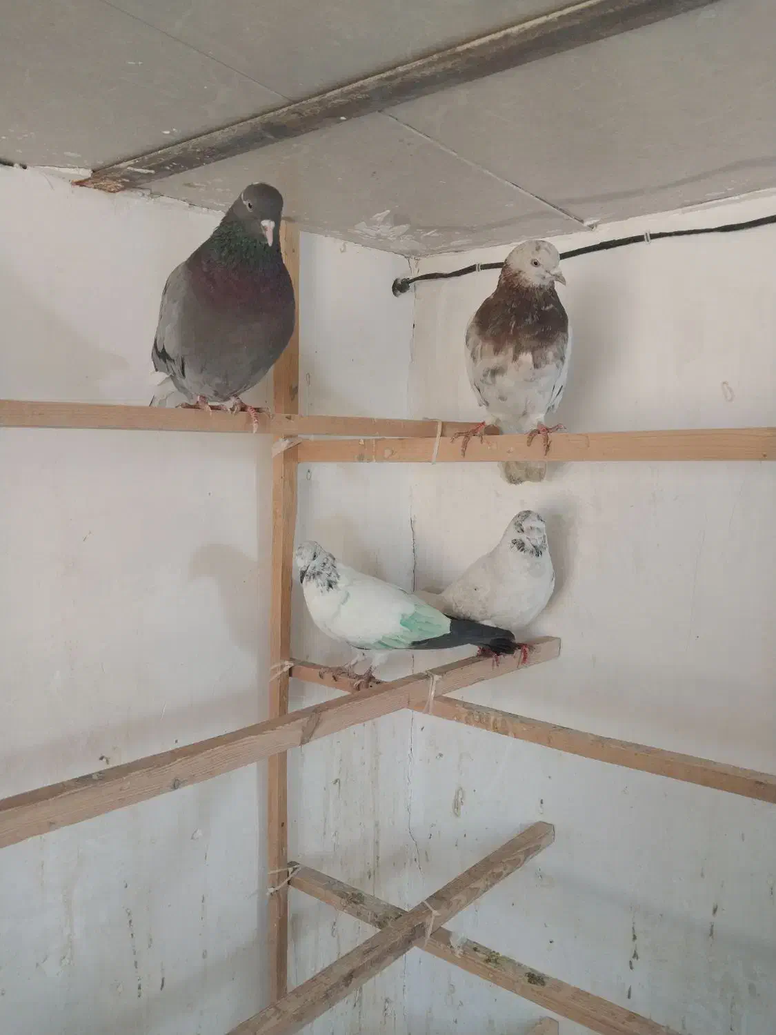 ۴تا کفتر گرفتنی روبلندی دونه ۱۵۰ یکجا|پرنده|پاکدشت, پاکدشت (مامازند)|دیوار