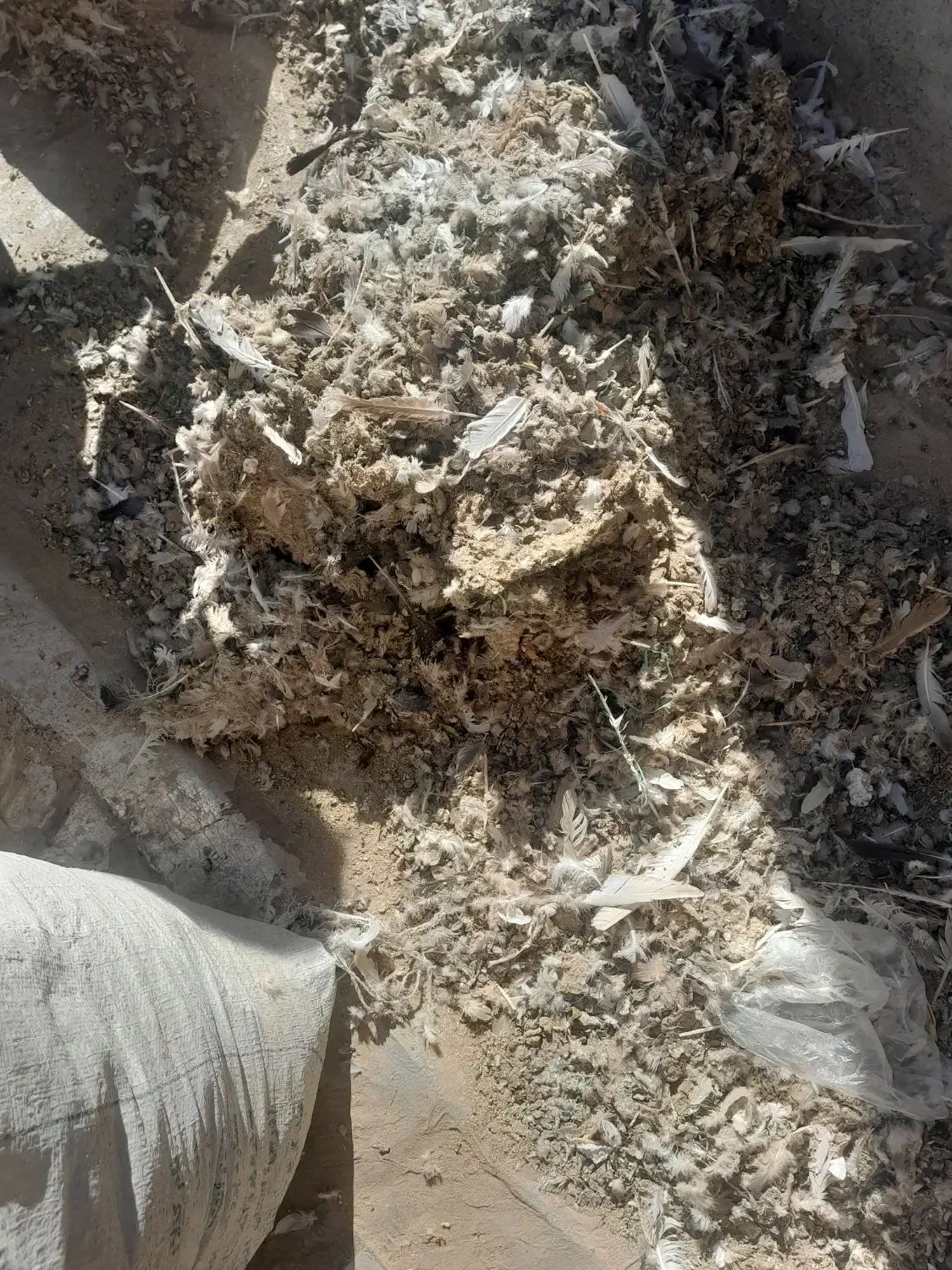 ۳ گونی  کود کبوتر|گل و گیاه طبیعی|اسفرورین, |دیوار