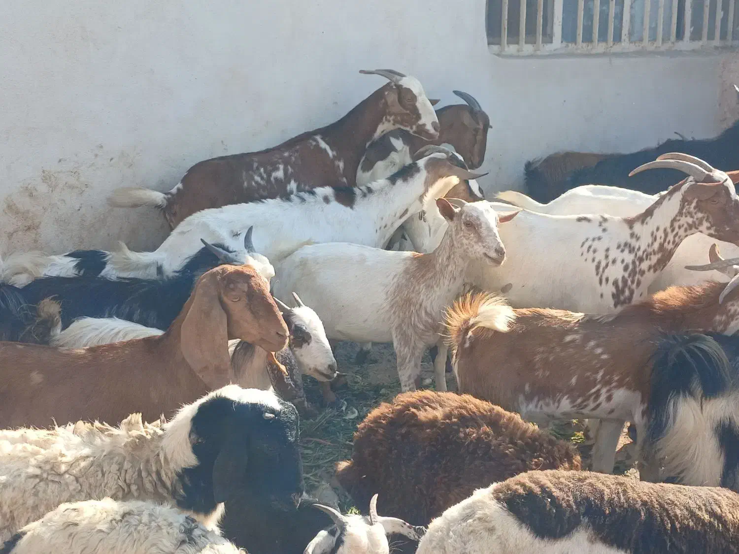 کهره گیسه بز خود بندرعباس با قصابی رایگان|حیوانات مزرعه|بندرعباس, |دیوار