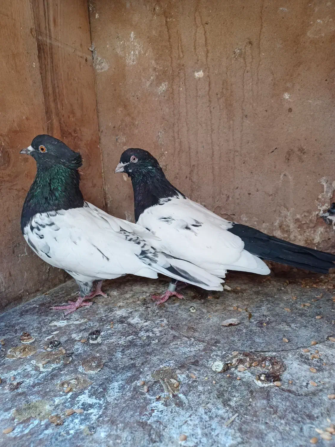 فروش دو کبوتر سینه ای وکله ای|پرنده|بم, |دیوار