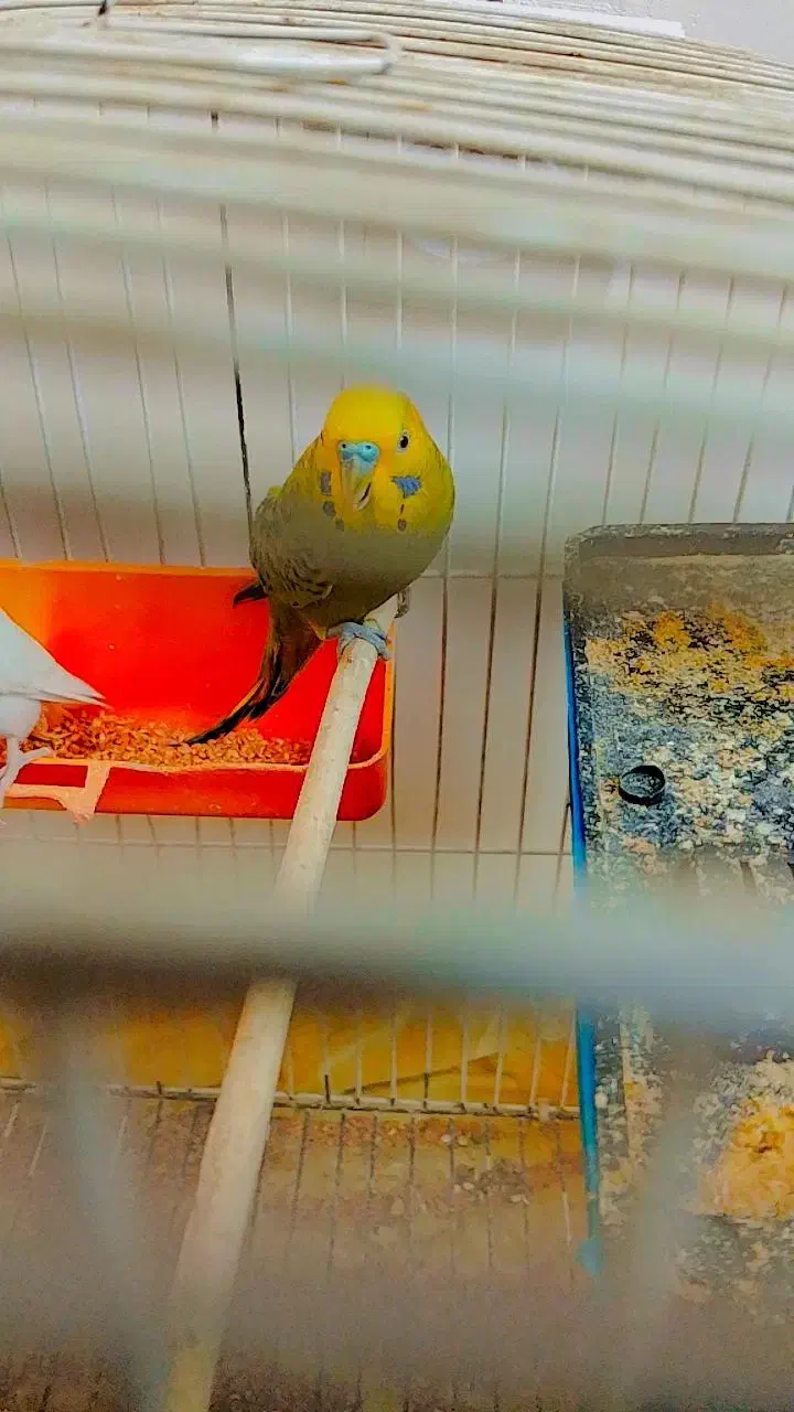 650000|پرنده|هشتگرد, سعید آباد|دیوار