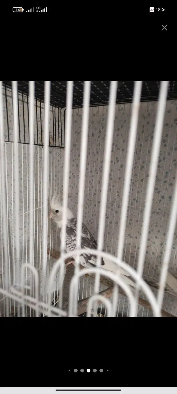 یک جفت عروس ایزابلا|پرنده|بجنورد, |دیوار