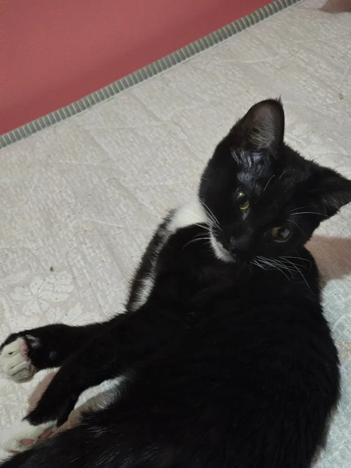 پپر خانم گمشده|حیوانات|یزد, |دیوار