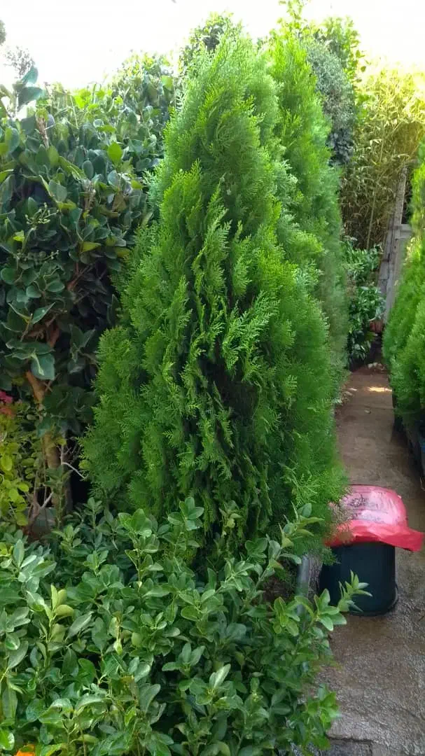 خدمات باغبانی. هرس کاری. صفر تا  صد.    سیار|خدمات باغبانی و درختکاری|فردیس, قریشی|دیوار