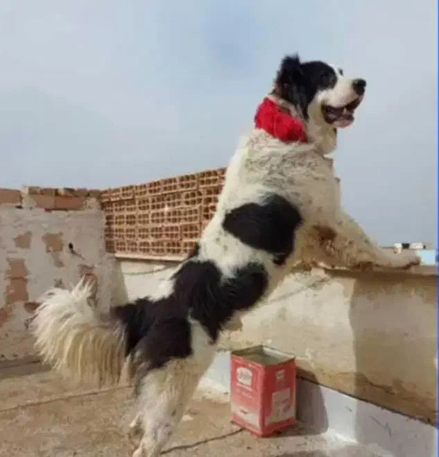 سگ قدرجونی|سگ|جیرفت, |دیوار