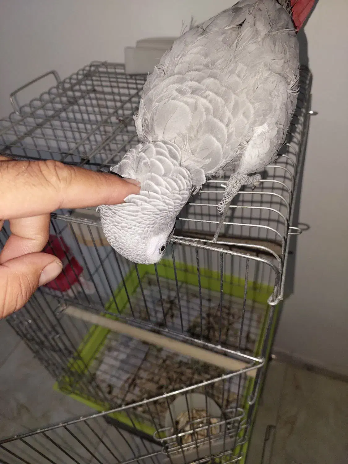 کاسکو نر سخنگو رام رام|پرنده|پاکدشت, پاکدشت (مامازند)|دیوار