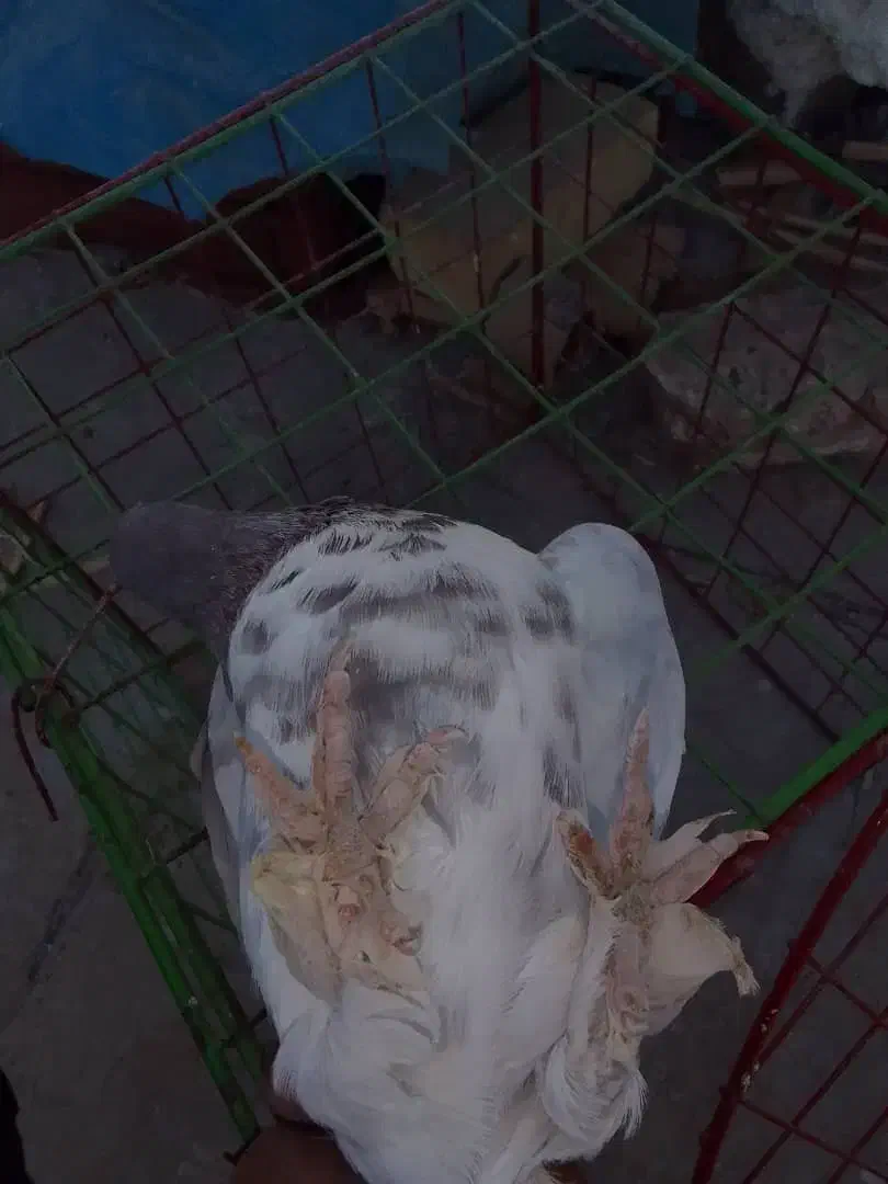 کفتر گرگی پرشی بشرط بازی|پرنده|میبد, |دیوار