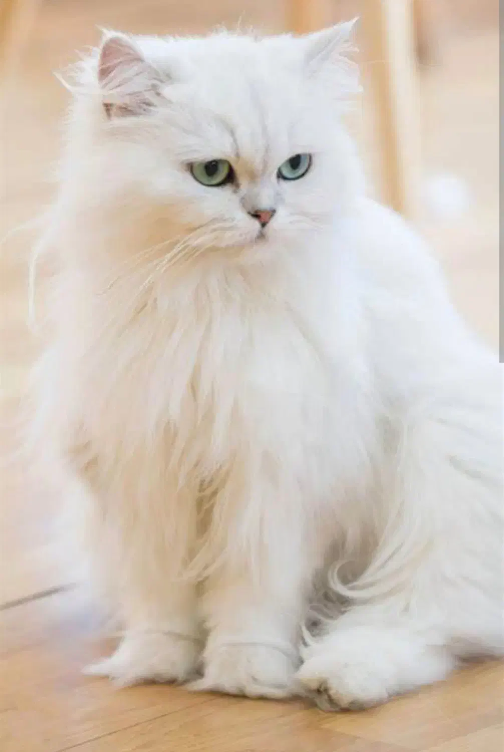 گربه اسگاتیش برتیش پرشین|گربه|تهران, میدان ولیعصر|دیوار