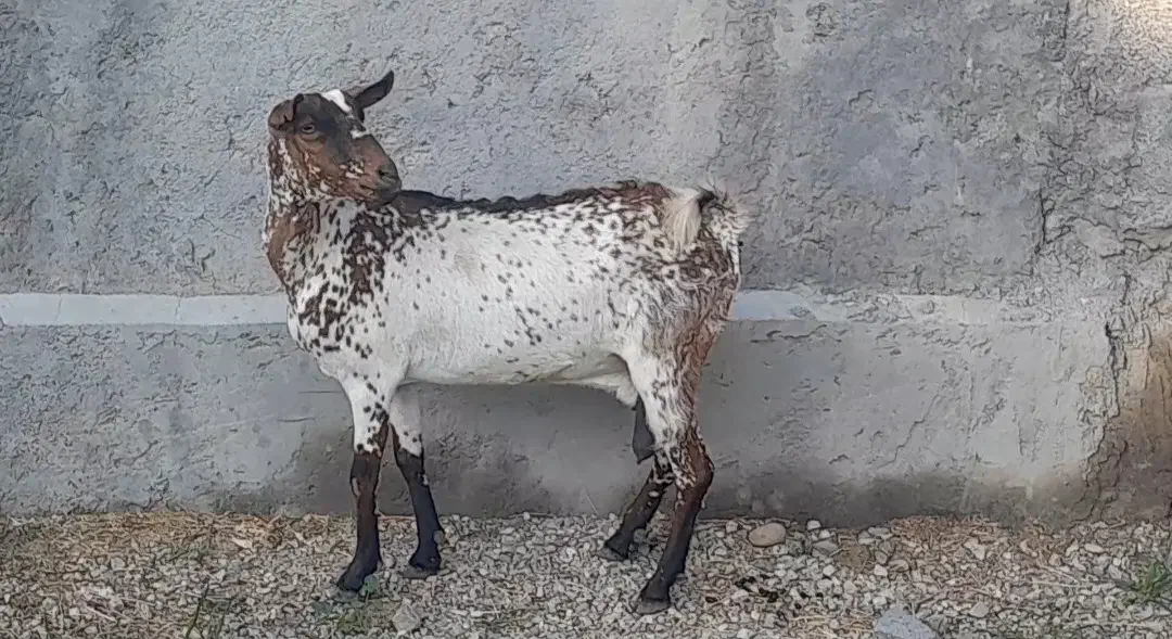 بز مخصوص داشت و گوشت|حیوانات مزرعه|بندرعباس, |دیوار