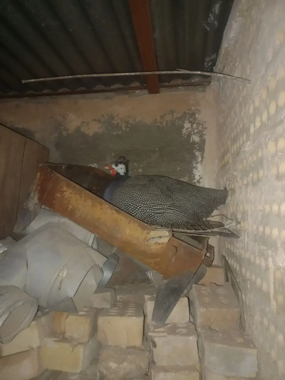 خروس آمریکایی گمشده|حیوانات|مشهد, کوی دروی|دیوار