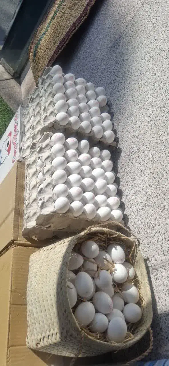 پخش تخم مرغ زرده طلایی|عمدهفروشی|تهران, خلیج فارس|دیوار