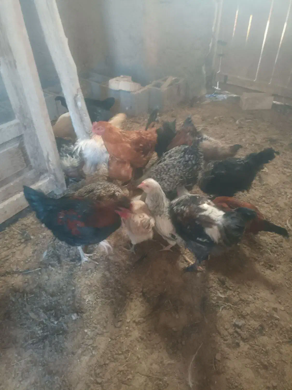 تعدادی جوجه مرغ و خروس به فروش میرسد|حیوانات مزرعه|بسطام, |دیوار