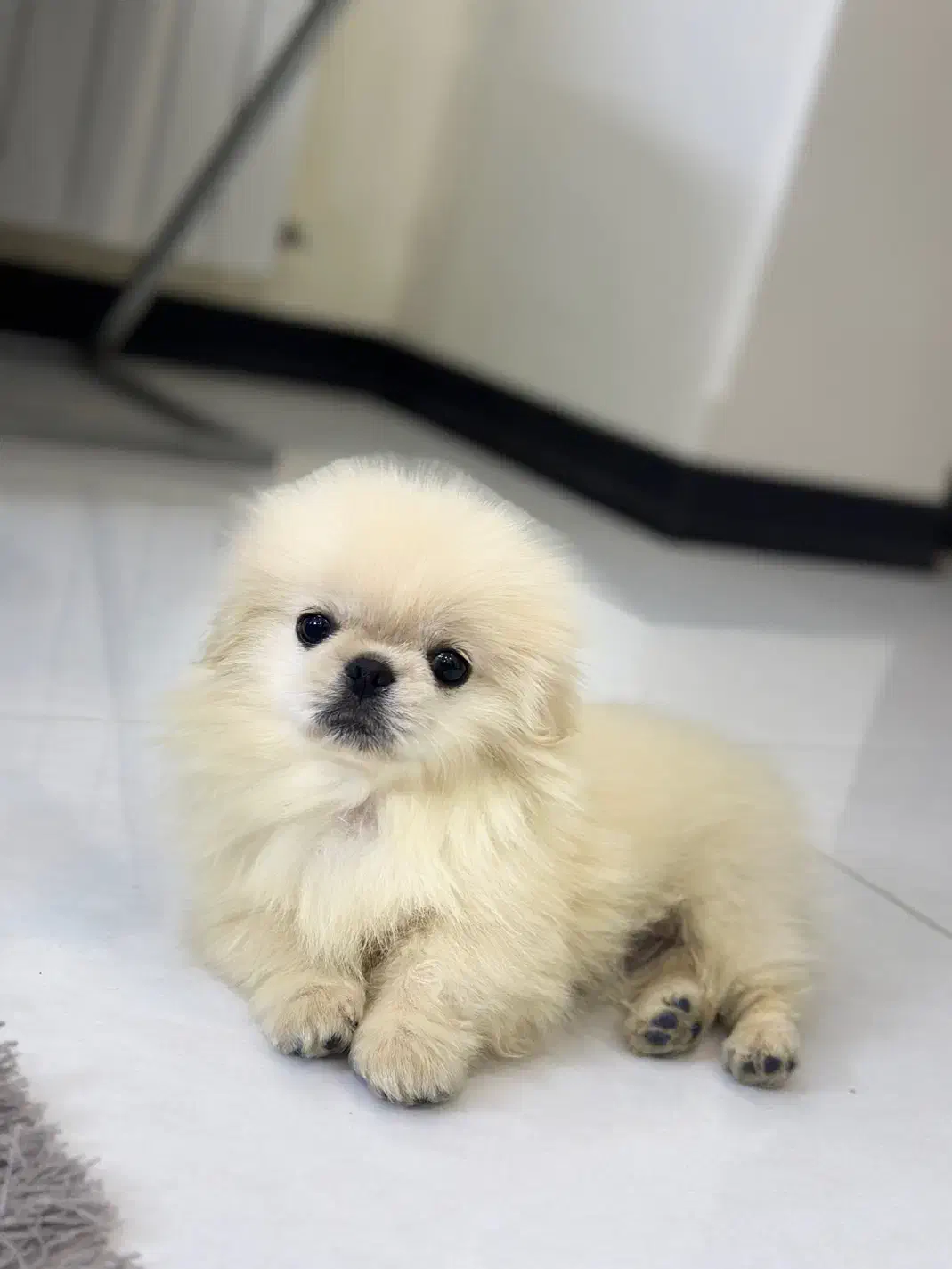 پیکینیز پاپت سایز|سگ|تهران, قیطریه|دیوار