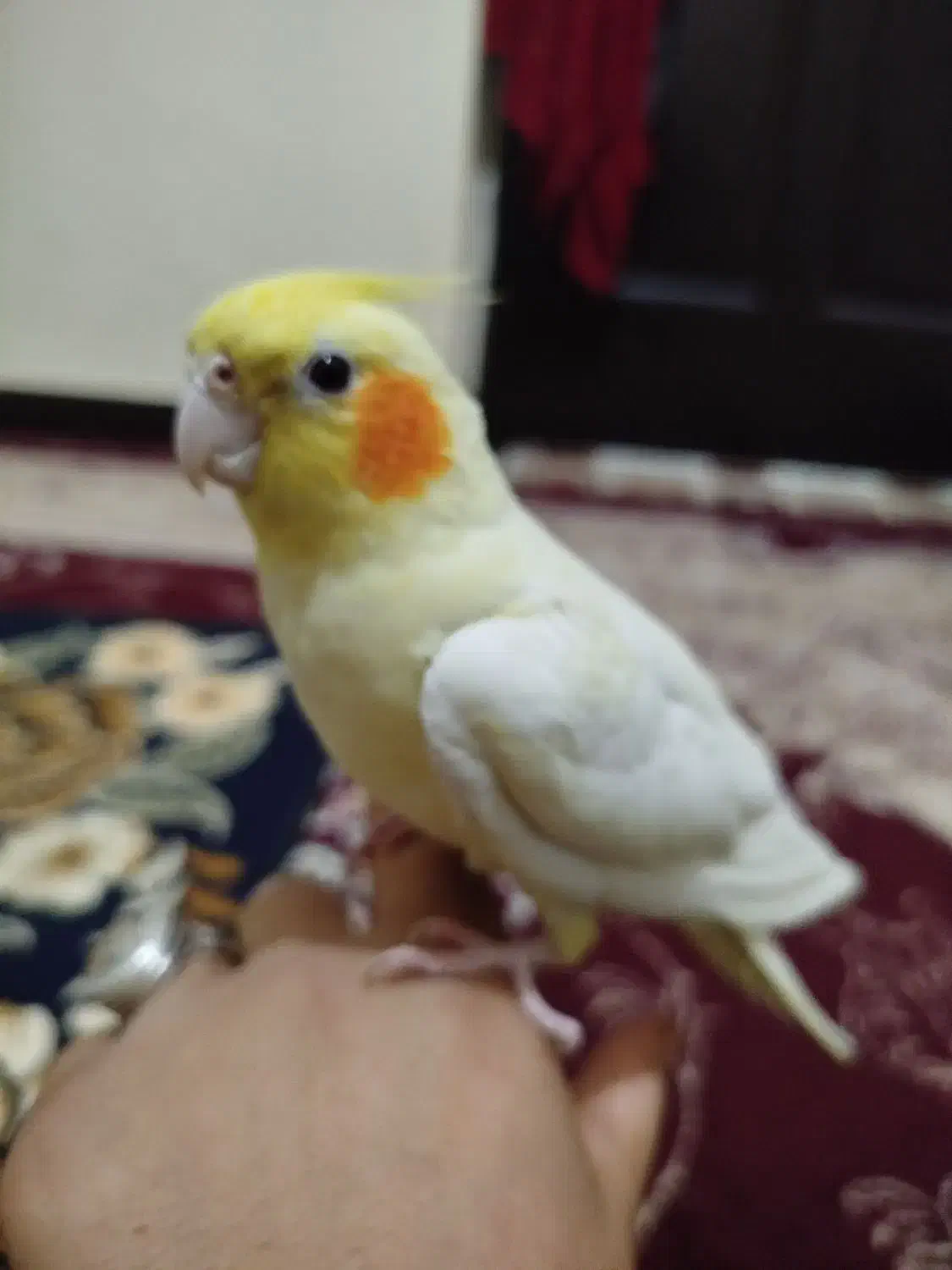 عروس هلندی|پرنده|باوی, |دیوار