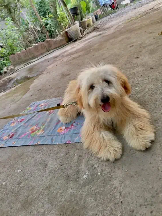 سگ  شیتزو|سگ|لشت نشا, |دیوار