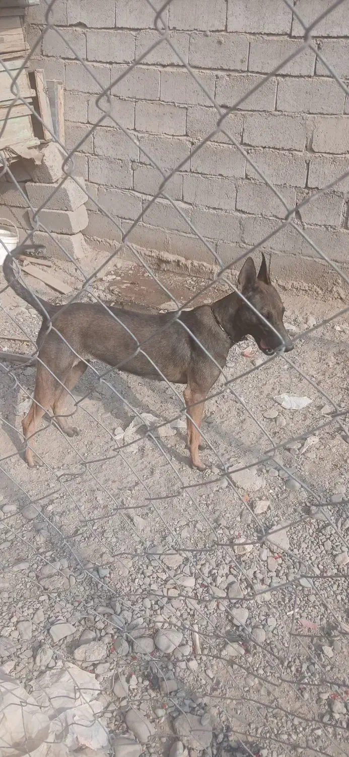 یه قلاده مالینیوز ماده یه توله قدرجونی|سگ|جیرفت, |دیوار