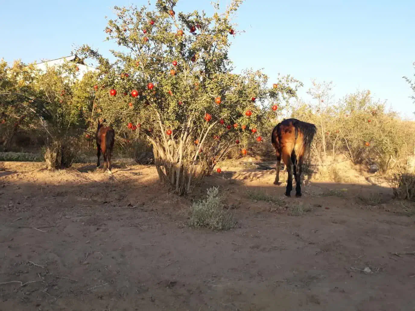 اسب مادیان با کره نر|اسب و تجهیزات اسبسواری|تهران, مینابی|دیوار
