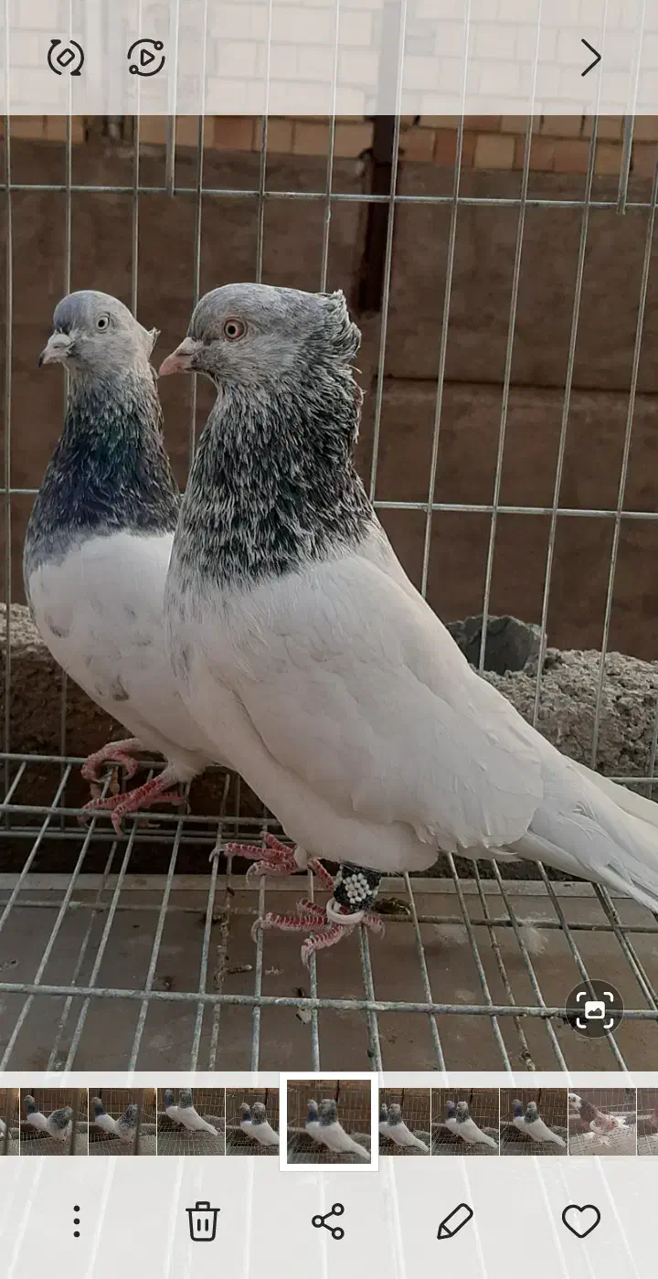 کبوتر      پاکدشت  مامازن|پرنده|پاکدشت, پاکدشت (مامازند)|دیوار