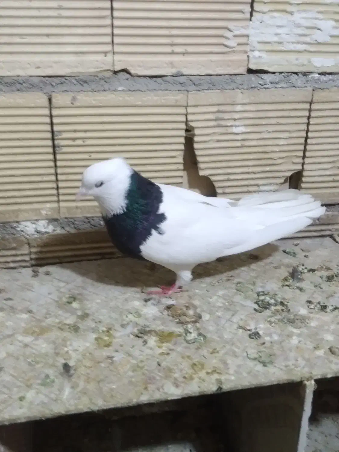 کبوتر طوقی سیاه نردرجه یک|پرنده|الشتر, |دیوار