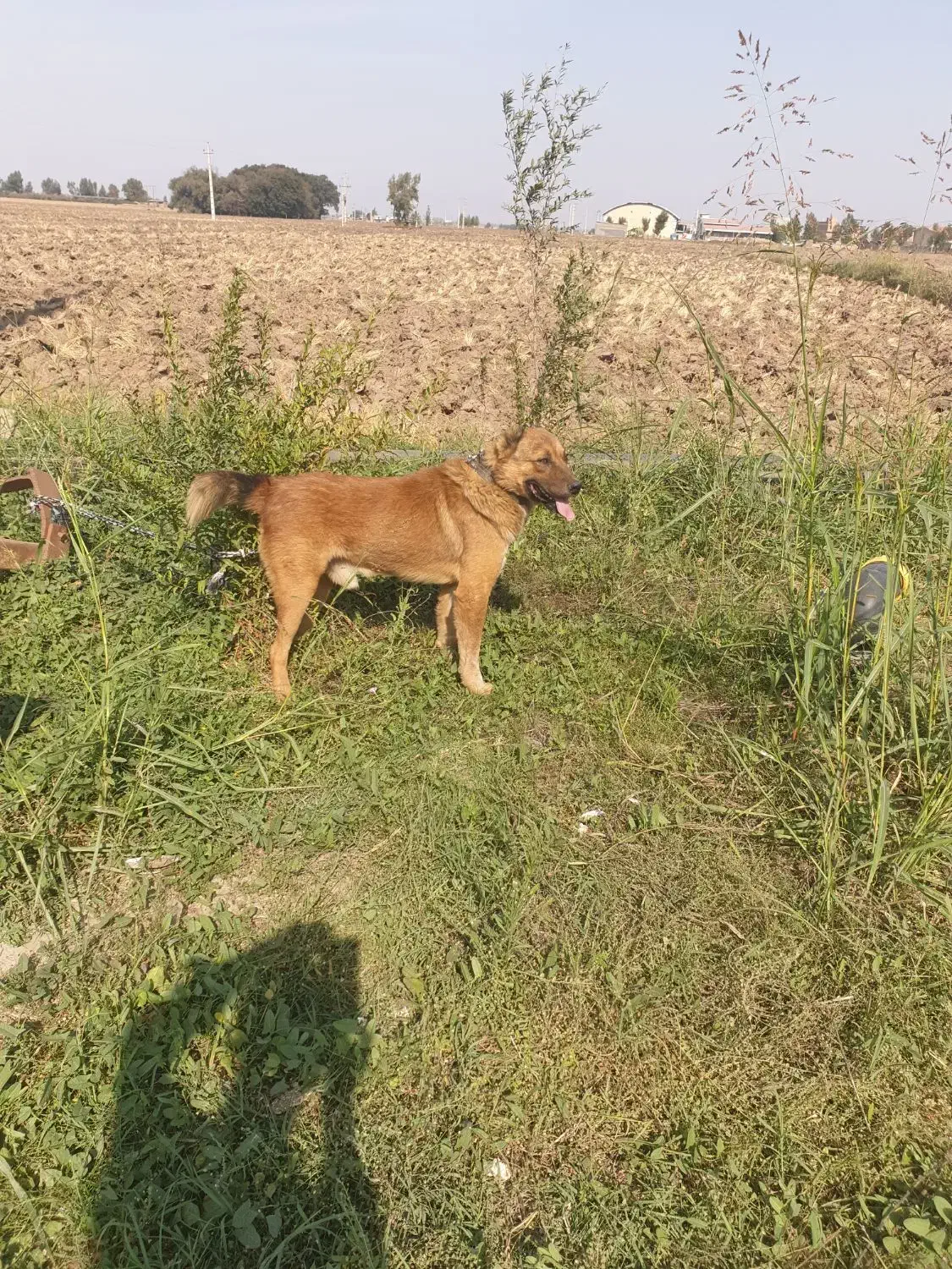سگ نگهبان|سگ|علیآباد کتول, |دیوار