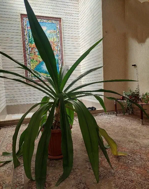 گیاه برگ ذرتی|گل و گیاه طبیعی|شیراز, شهرک والفجر|دیوار