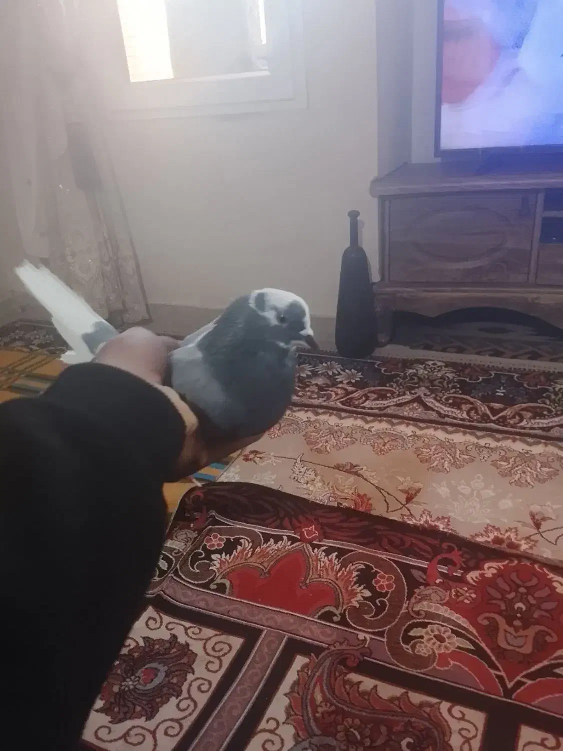 سلام یک جفت کفتر پلنگ|پرنده|بم, |دیوار