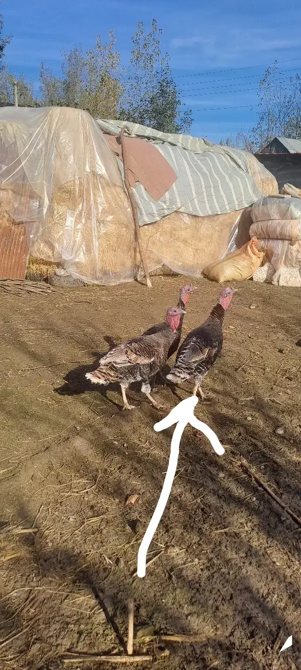 بوقلمون زنده|حیوانات مزرعه|رضوانشهر, |دیوار