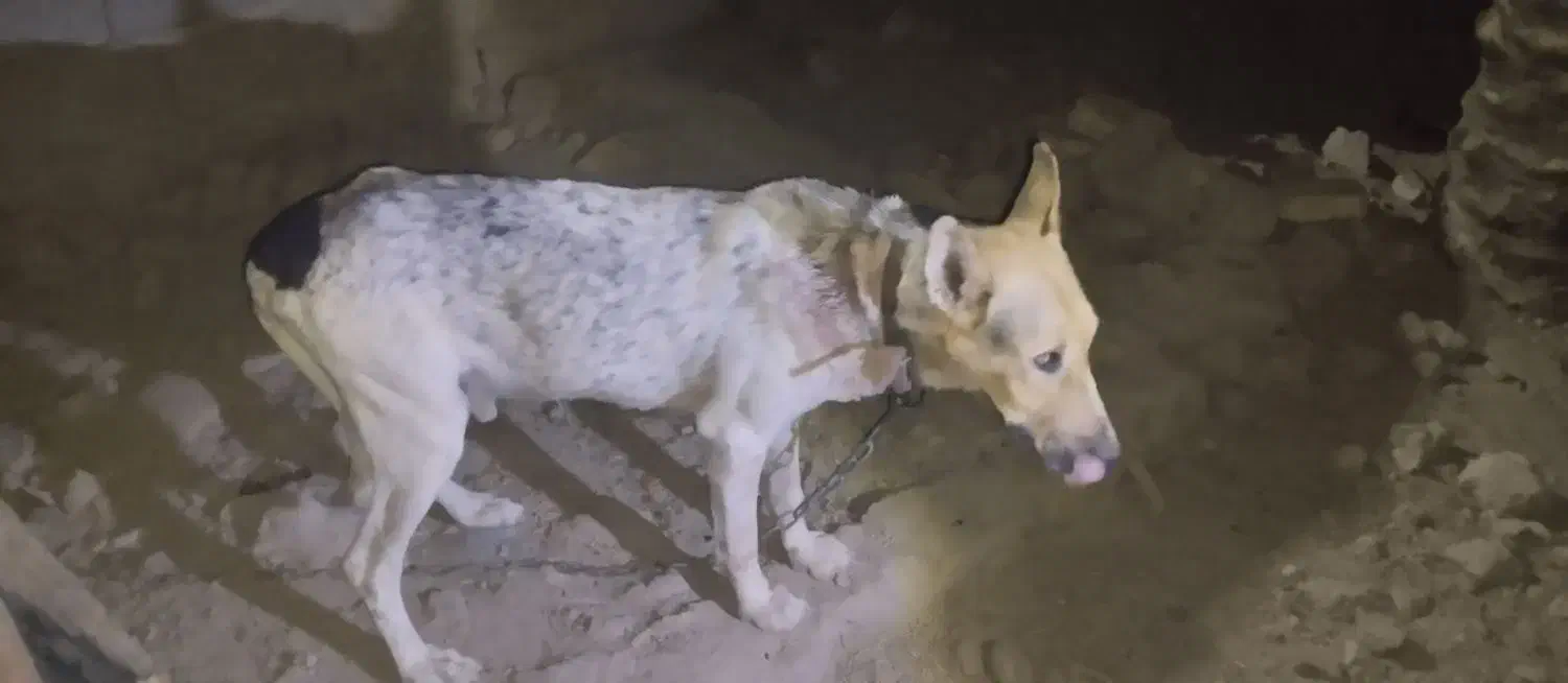 سگ نگهبان|سگ|هامون, |دیوار