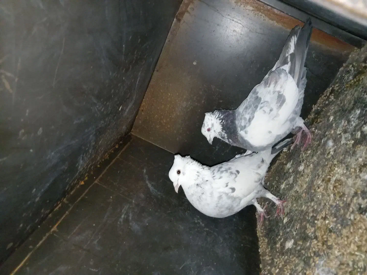 کبوتر کاکالی|پرنده|چاهک, |دیوار