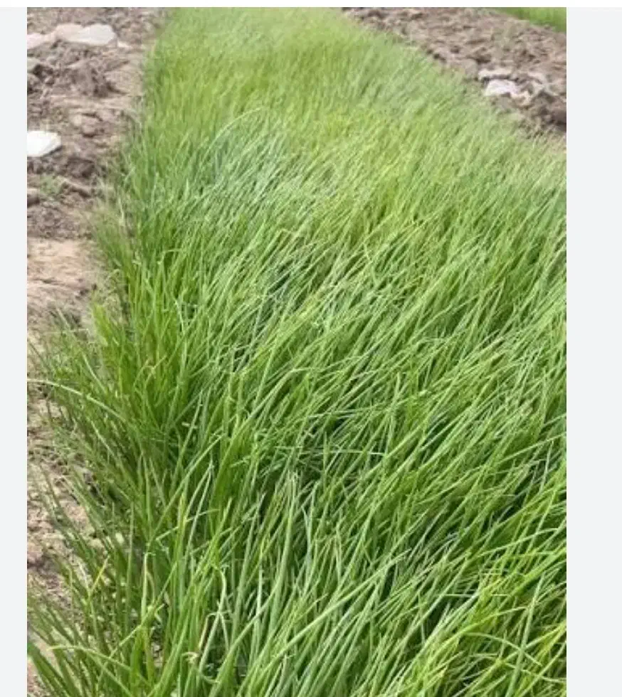 کشاورزی|خدمات باغبانی و درختکاری|دیشموک, |دیوار