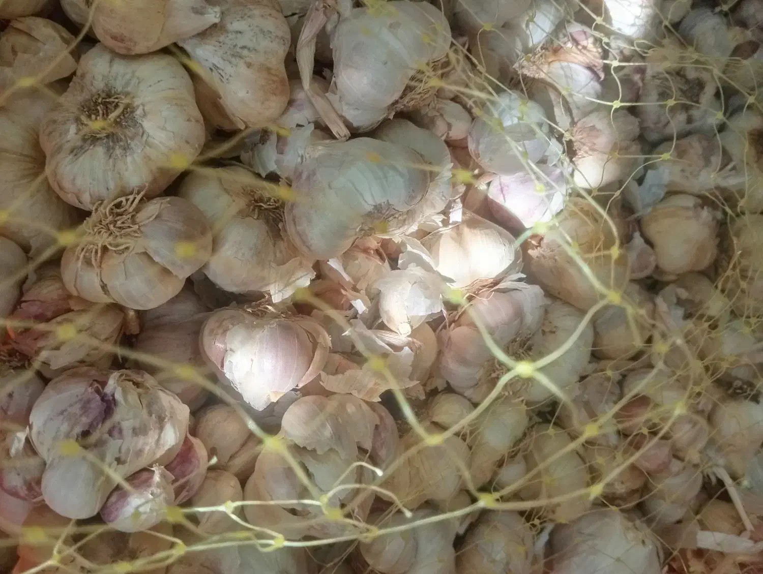 سیر اصل همدان|خوردنی و آشامیدنی|کرج, آق تپه|دیوار
