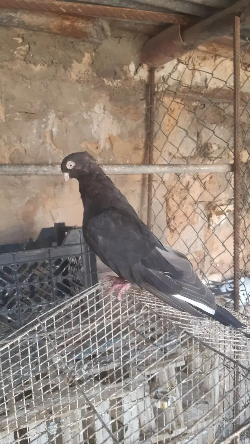 صرب|پرنده|اهواز, نیوساید|دیوار