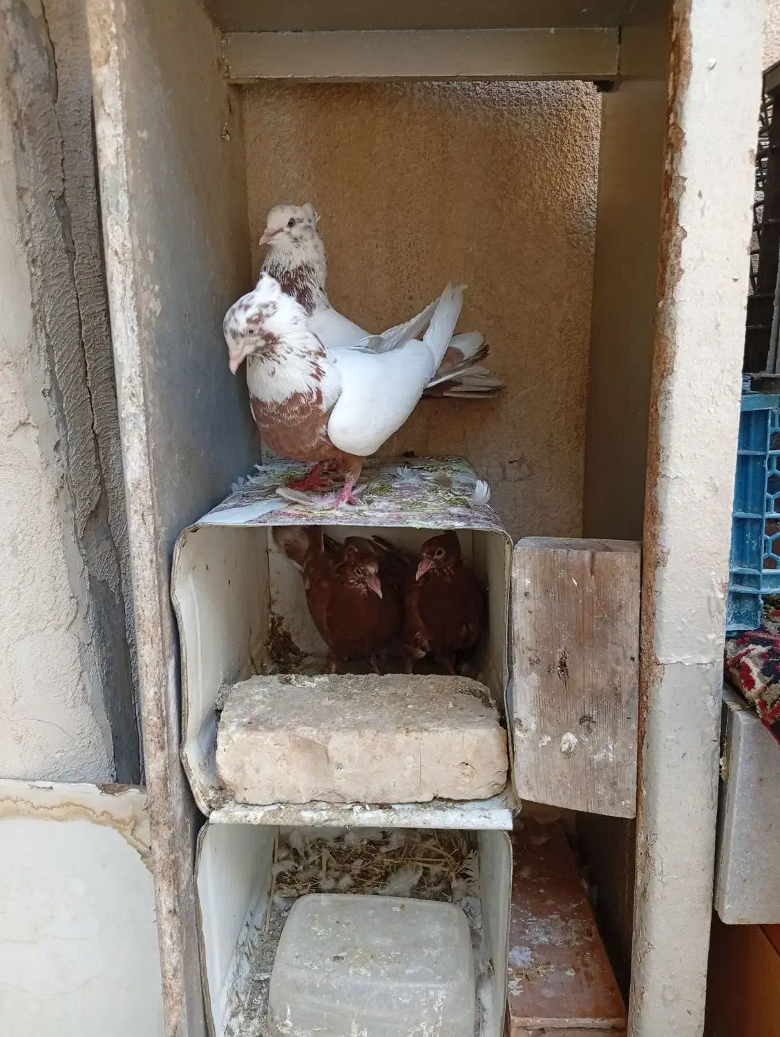 کفتر باز شهری .دم سرخ|پرنده|شیراز, نیستان|دیوار