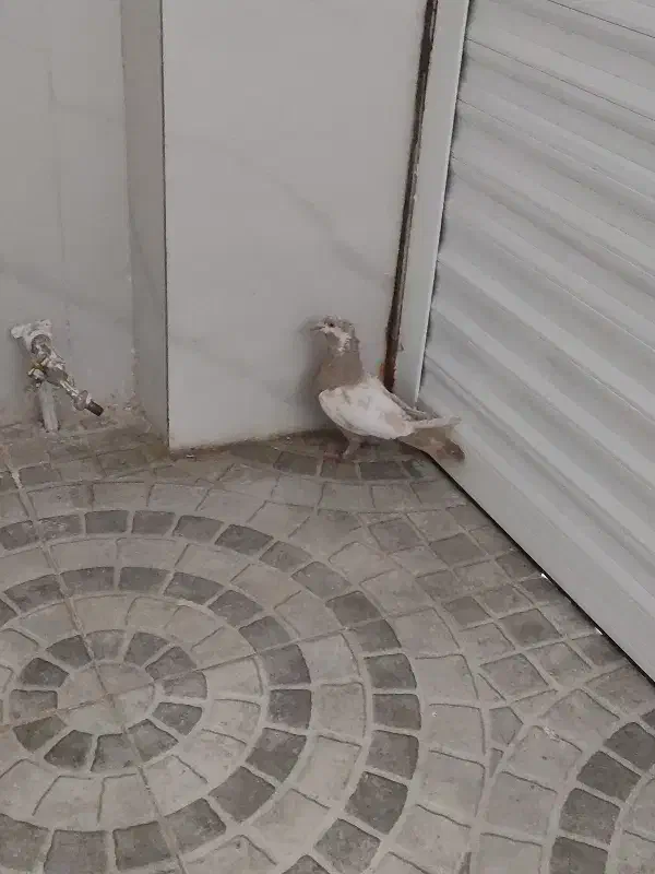 کفتر سینه زرد|پرنده|کرمان, |دیوار