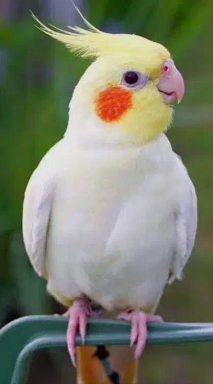 یک جفت عروس هلندی|پرنده|داراب, |دیوار