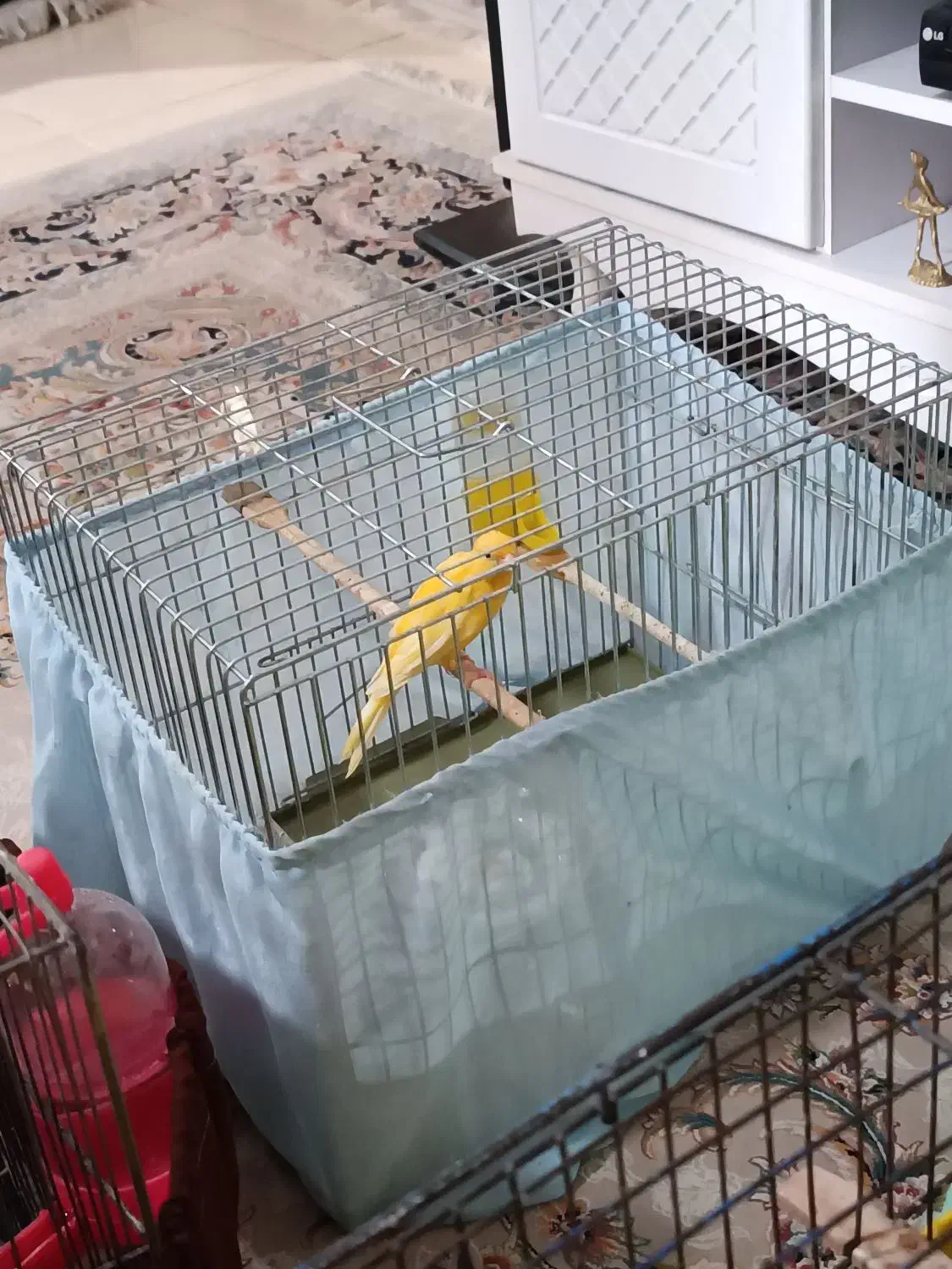 فروش ۸ عدد قناری و ماده آماده تخم گذاری|پرنده|اسلامشهر, مظفریه|دیوار