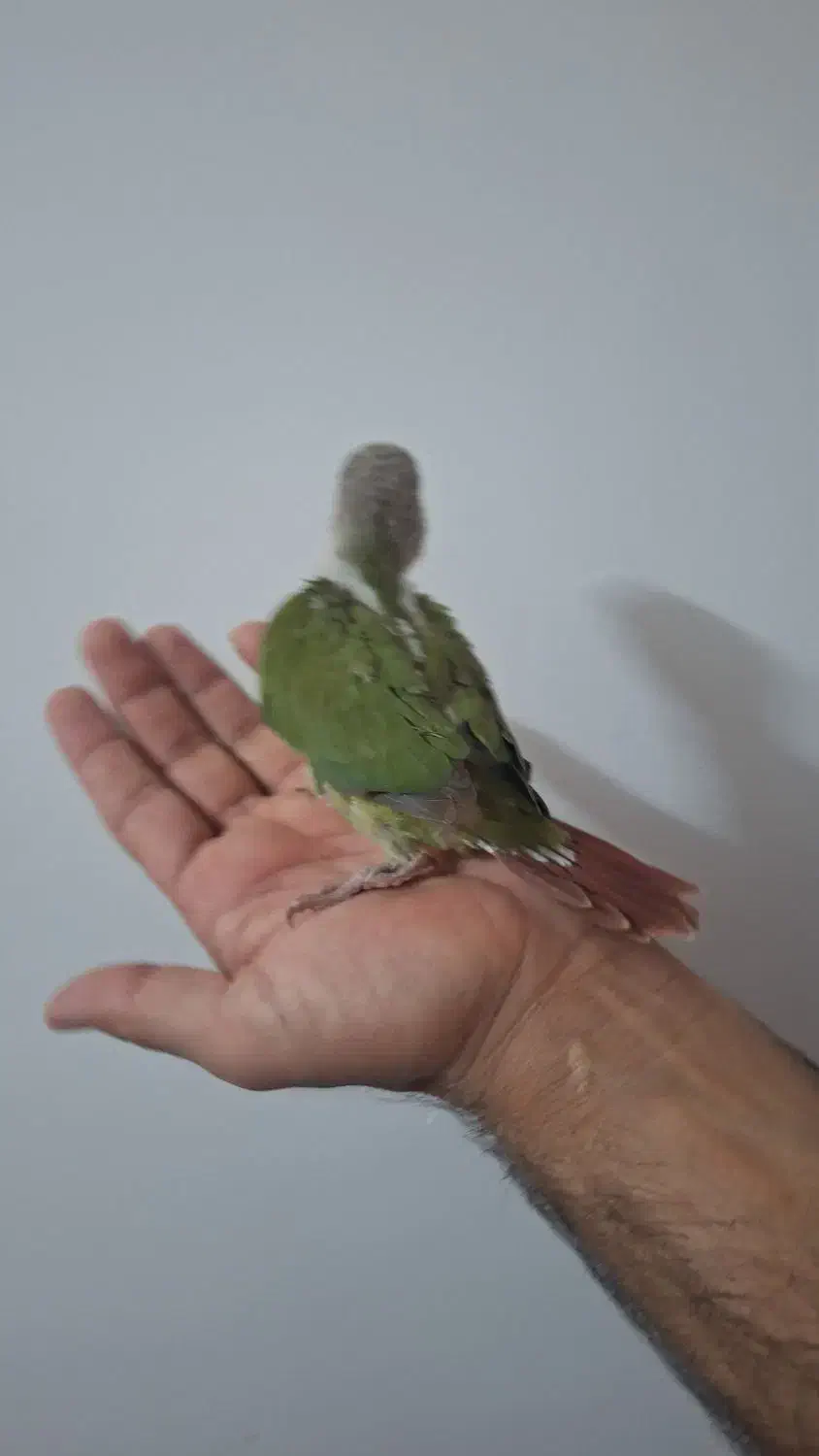 جوجه گرینچیک اناناسی سرلاکی دستی|پرنده|زابل, |دیوار