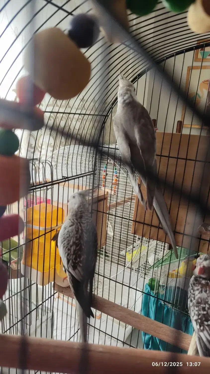 فروش طوطی نژاد ایزابلا و وایت فیس بهمراه دوتا جوجه|پرنده|لنگرود, |دیوار