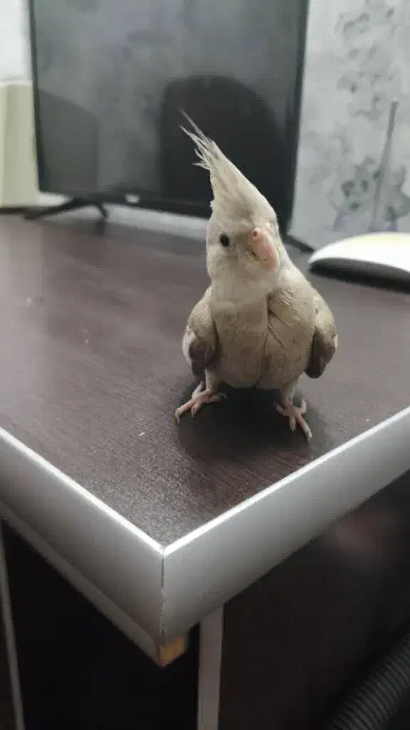 عروس هلندی وایت فیس|پرنده|بروجرد, |دیوار