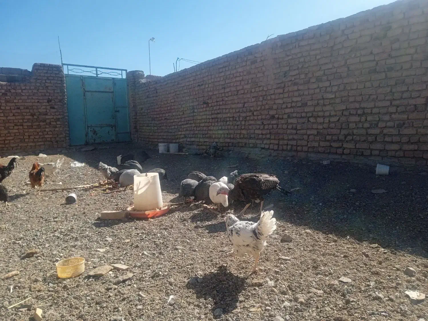 مرغ و خروس گلین شاخدار برهما بوقلمون ویاندوت|حیوانات مزرعه|بیرجند, |دیوار